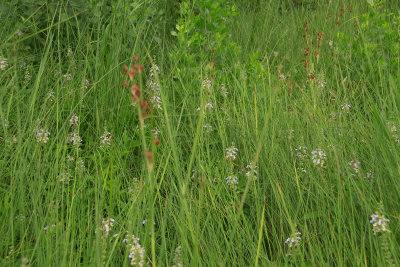 Teucrium canadense- American Germander