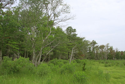 _MG_5450.jpg
