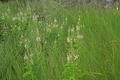 Teucrium canadense- American Germander