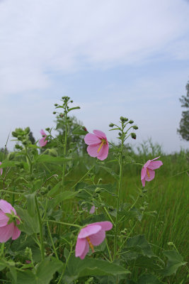 Kosteletzkya virginica- Seashore Mallow