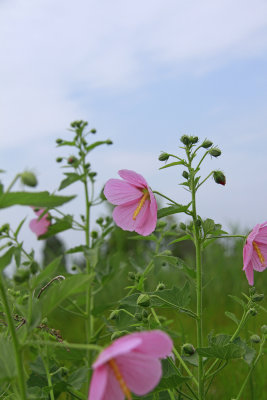 Kosteletzkya virginica- Seashore Mallow