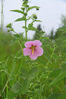 Kosteletzkya virginica- Seashore Mallow