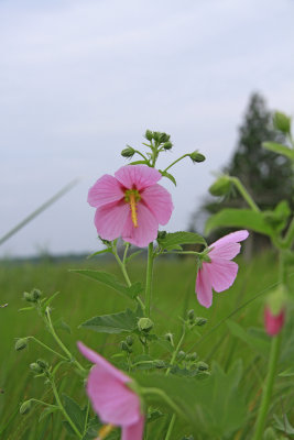 Kosteletzkya virginica- Seashore Mallow