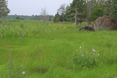 Kosteletzkya virginica- Seashore Mallow