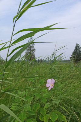Hibiscus mocheutos- Swamp Rose Mallow