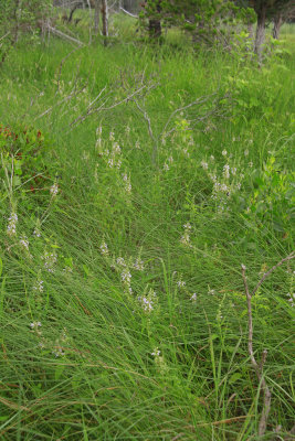 Teucrium canadense- American Germander