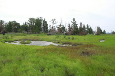 Salt marsh pool or panne