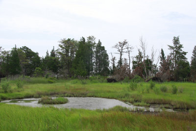 Salt marsh pool or panne
