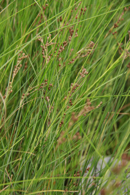 Juncus gerardii- Black Needle Rush (Salt Meadow Rush)