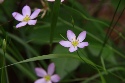 Sabatia campanulata- Slender Rose Gentian