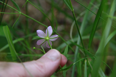 Sabatia campanulata- Slender Rose Gentian