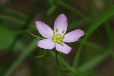 Sabatia campanulata- Slender Rose Gentian