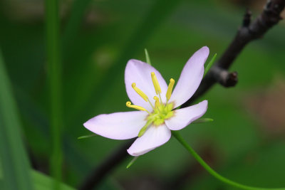 Sabatia campanulata- Slender Rose Gentian