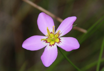 Sabatia stellaris- Salt Marsh Pink