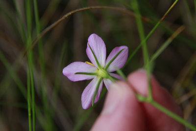 Sabatia stellaris- Salt Marsh Pink