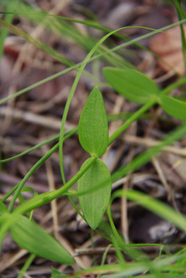 Sabatia campanulata- Slender Rose Gentian