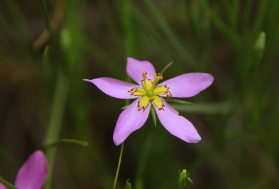 Sabatia stellaris- Salt Marsh Pink