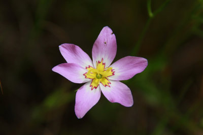 Sabatia stellaris- Salt Marsh Pink