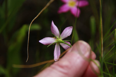 Sabatia stellaris- Salt Marsh Pink