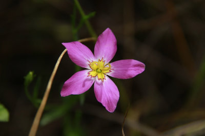 Sabatia stellaris- Salt Marsh Pink
