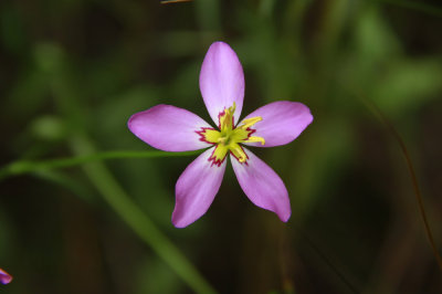Sabatia stellaris- Salt Marsh Pink
