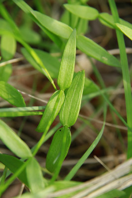 Sabatia campanulata- Slender Rose Gentian