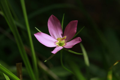 Sabatia campanulata- Slender Rose Gentian