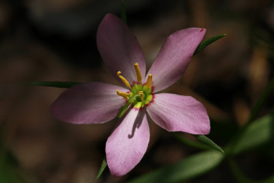 Sabatia campanulata- Slender Rose Gentian