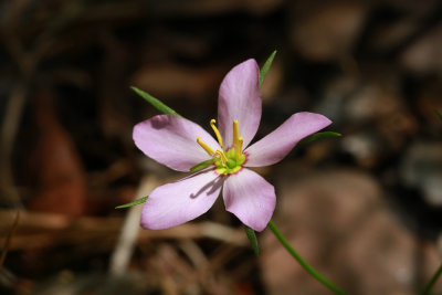 Sabatia campanulata- Slender Rose Gentian