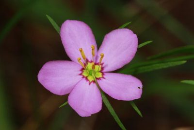 Sabatia campanulata- Slender Rose Gentian