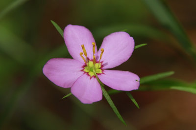 Sabatia campanulata- Slender Rose Gentian