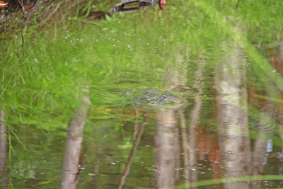 Snapping Turtle