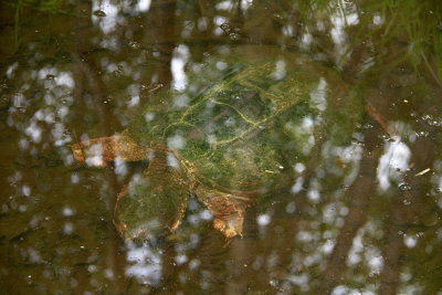 Snapping Turtle