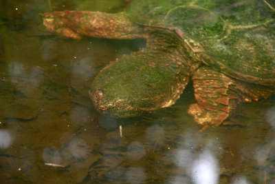 Snapping Turtle