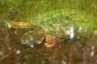 Snapping Turtle