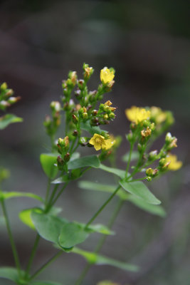 Hypericum punctatum- Spotted St. John's Wort
