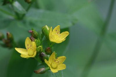 Hypericum punctatum- Spotted St. John's Wort