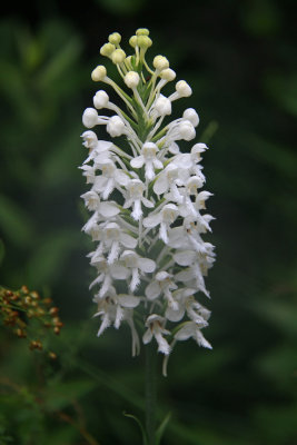 Platanthera blephariglottis- White-fringed Orchid