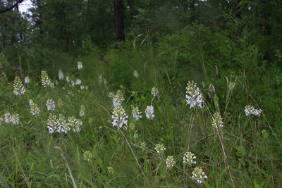 Platanthera blephariglottis- White-fringed Orchid