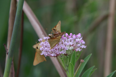 Butterflies on Swamp Milkweed