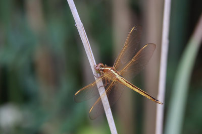 Needham's Skimmer