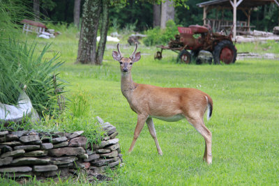 Lawn ornament?