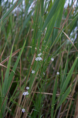 Lythrum lineare- Wand Loosestrife