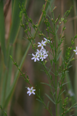 Lythrum lineare- Wand Loosestrife