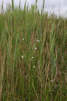 Lythrum lineare- Wand Loosestrife