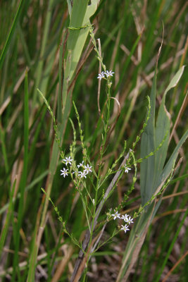 Lythrum lineare- Wand Loosestrife
