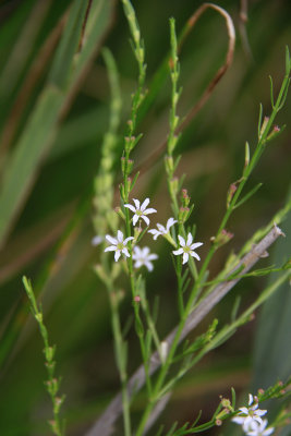 Lythrum lineare- Wand Loosestrife