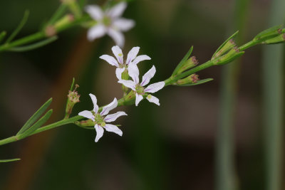 Lythrum lineare- Wand Loosestrife