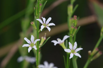 Lythrum lineare- Wand Loosestrife