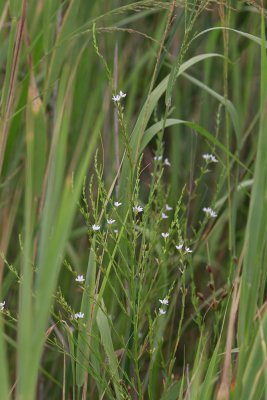 Lythrum lineare- Wand Loosestrife